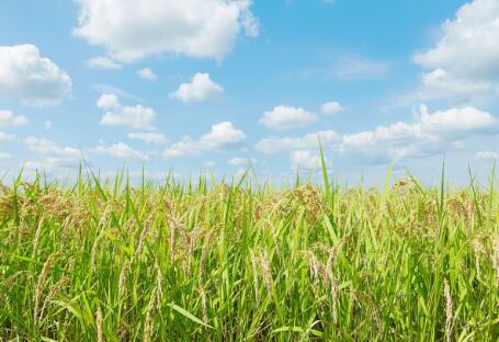 各地政策頻出,生物質(zhì)發(fā)電引重視