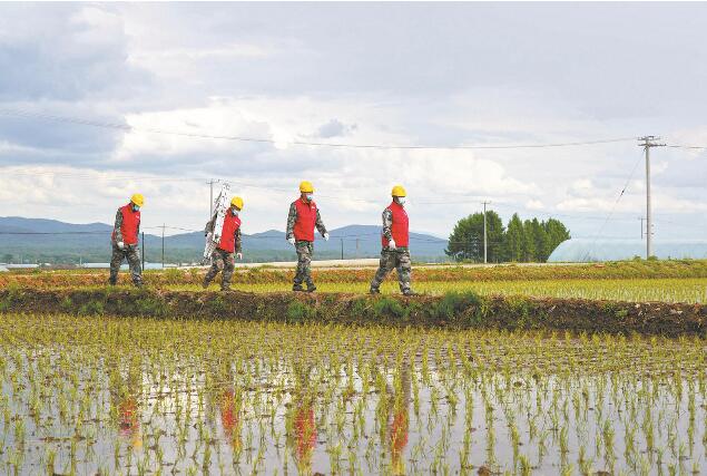 國(guó)網(wǎng)五常市供電公司:稻香阡陌里 電力助豐收
