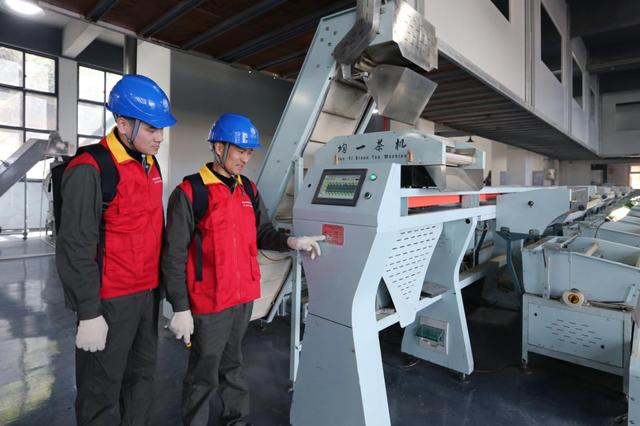 國網(wǎng)泰順縣供電公司:電力護航 春茶飄香