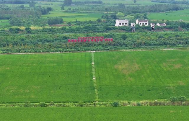 安徽肥西:電力助農(nóng)“守護”秋糧豐收