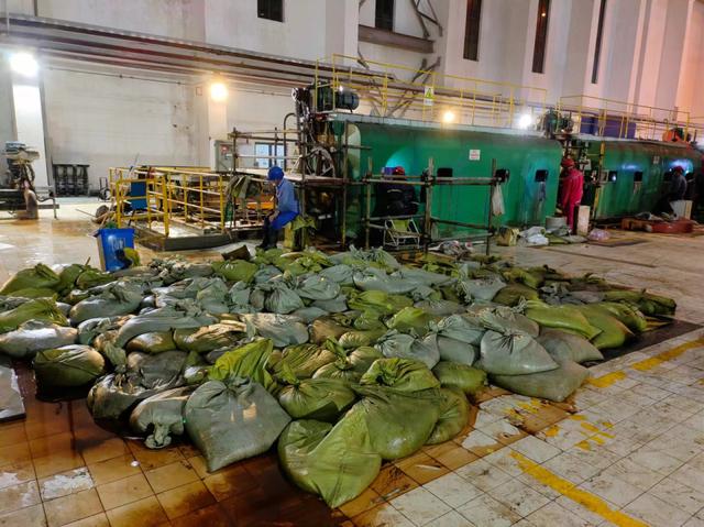 華東區(qū)域最大發(fā)電廠遭遇海蜇危機：循泵房面臨被堵，員工24小時抓海蜇