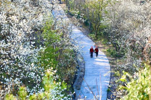 國網(wǎng)壽寧縣供電公司：梨山飛雪映紅霞 電力護(hù)航春意濃
